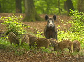 Camping Veluwe
