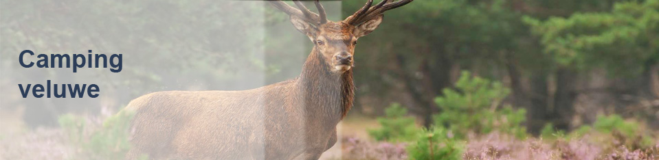 Camping Veluwe